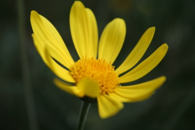 Sommerblume