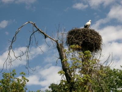 Storchennest im Heidelberger Zoo