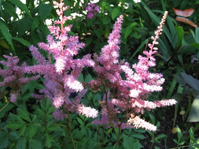 Astilbe