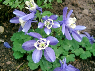 Blaue Akelei (Aquilegia alpina)