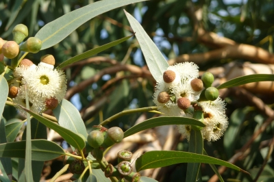 Baumblüte auf Rhodos 1