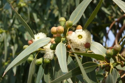 Baumblüte auf Rhodos 2