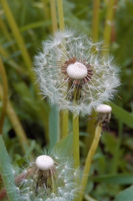 Pusteblume 1