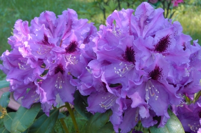 Rhododendron 2