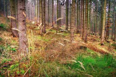 Wald im Januar 2