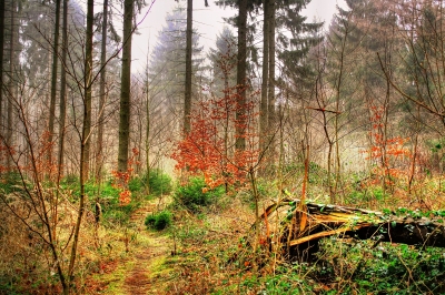 Wald im Januar 5