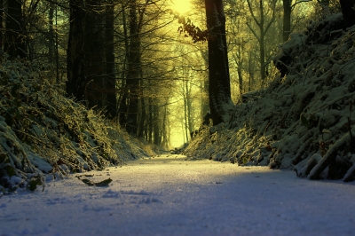 Wassergraben im Wald