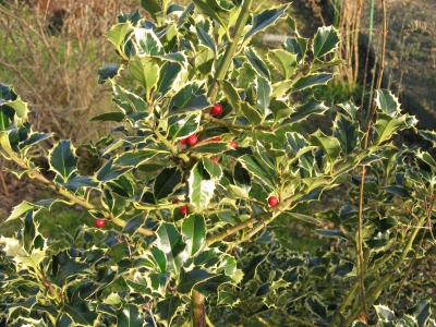 Ilex 2