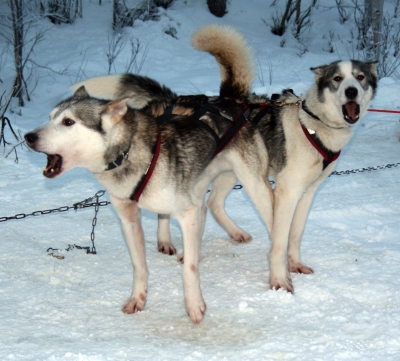 Huskies