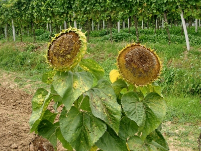 Sonnenblumenpaar im Herbst