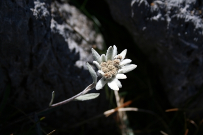 Edelweiss