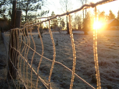 Zaun im Frost