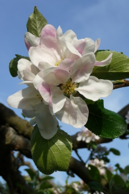 Apfelblüte 2