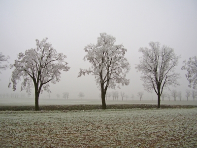 Winterlandschaft im Oderbruch (2)