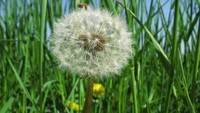 Versteckt im Gras