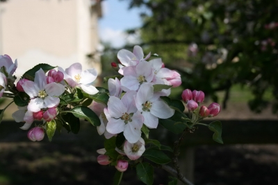 Kirschblüte