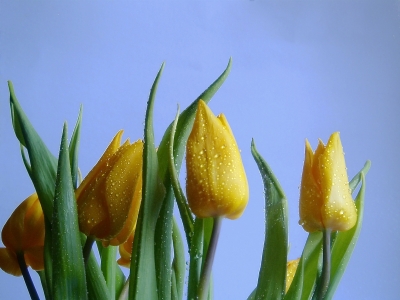 Tulpen