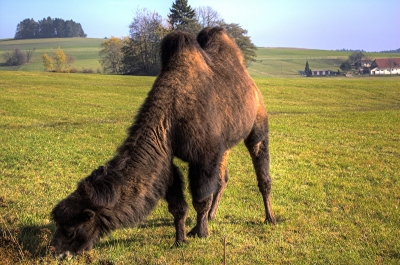 Wenn über eine Sache Gras gewachsen ist, kommt sicher ein Kamel was alles wieder runterfrisst.