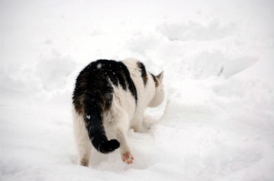 a-b-c die Katze lief im schnee
