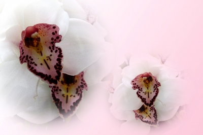 Orchideen-Zauber 5
