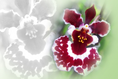 Orchideen-Zauber 4
