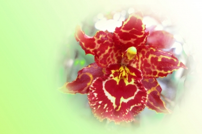 Orchideen-Zauber 2