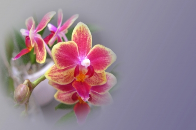 Orchideen-Zauber