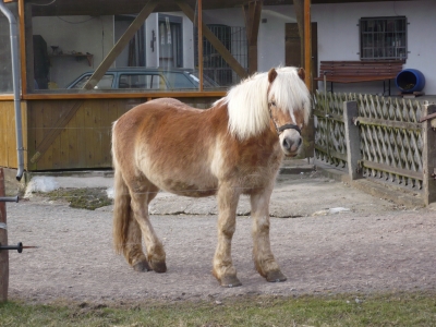 Pferd im Sauerland