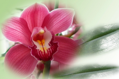 Orchideen-Zauber 3