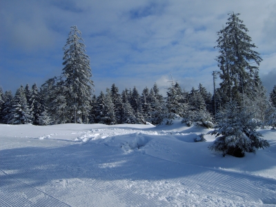 Schwarzwald im Winterkleid