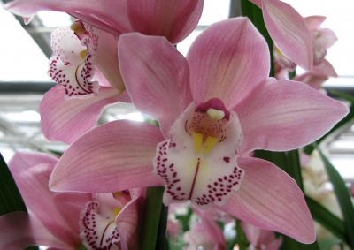 Orchideen-Träume