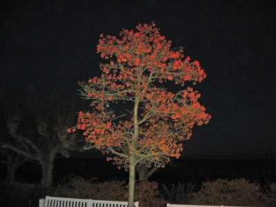 Baum im Blitzlicht
