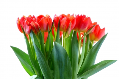 Tulipa 2