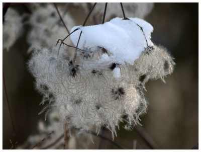 Wattebälchen mit Schneehaube