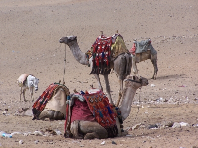 Kamele bei Gizeh Ägypten