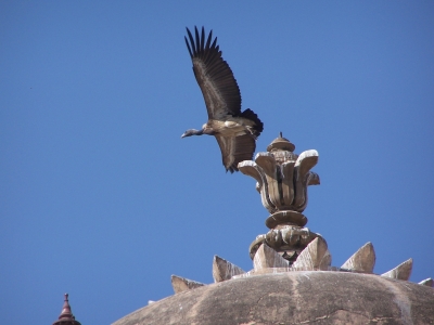 Geier von Orchha/Indien