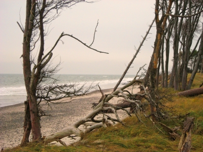 Darß - Weststrand 11