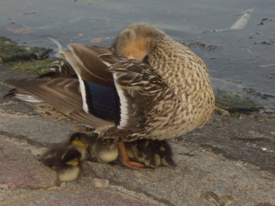 Ente mit Nachwuchs