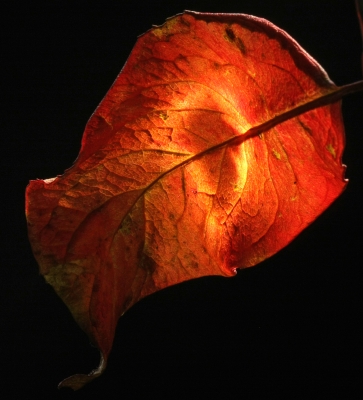 Herbstblatt 2