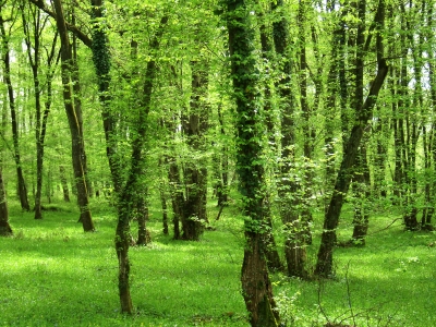 Auenwald in der Rheinebene bei F-Homburg