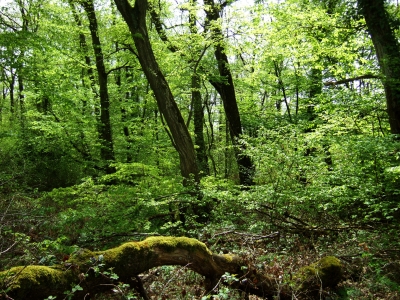 Naturschutzgebiet Auenwald in der Rheinebene bei F-Homburg