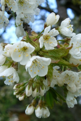 Kirschblüte 4