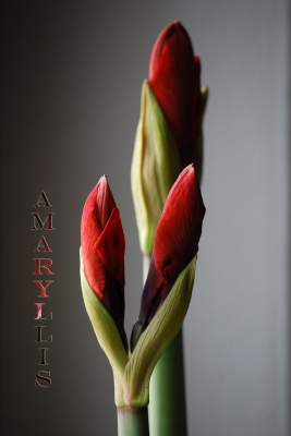 Amaryllis