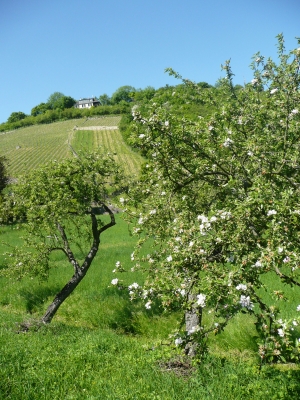 Weinberg an der Saale