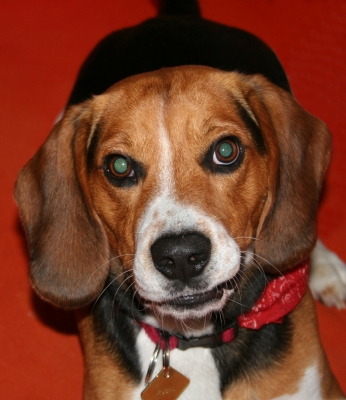 Beagle - Hundeblick