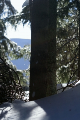 Wie ein Baum mitten im Wald...