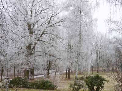 Zauberhafte Eisblüten