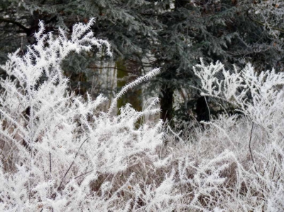 Eisblüten 2