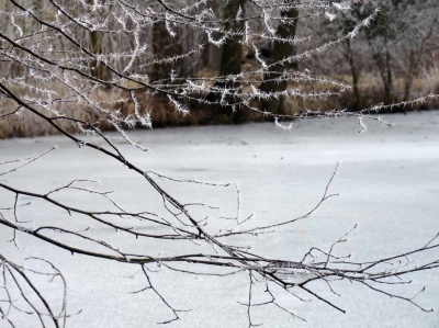 Teich im Winter