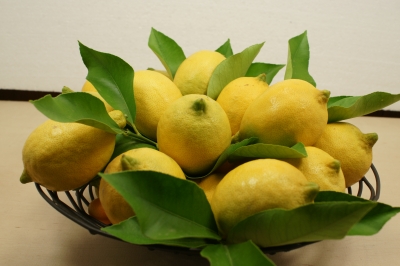 heimische Zitronen aus der Suedpfalz